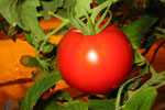 Banner Food 1 Image